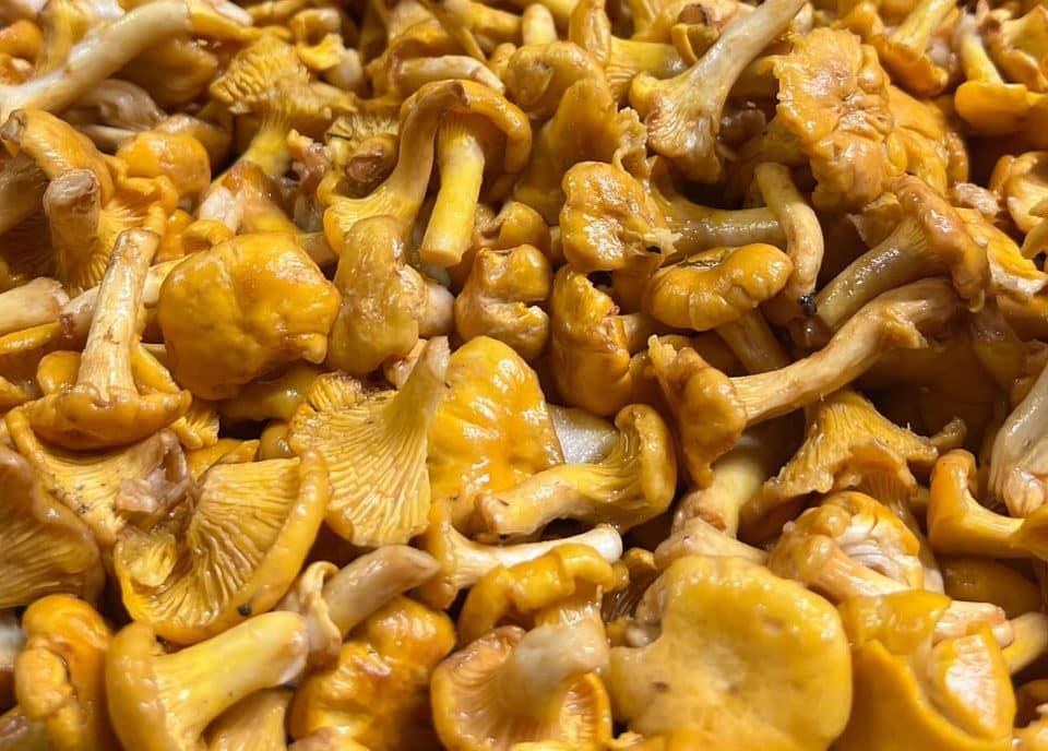 Girolles